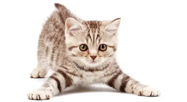 Funny kitten