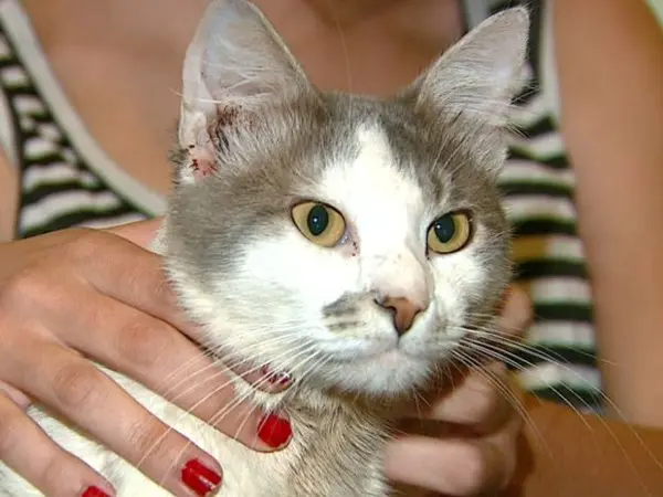 Tutores de gatos denunciam mortes por envenenamento em Araraquara (Foto: Reprodução/ EPTV)