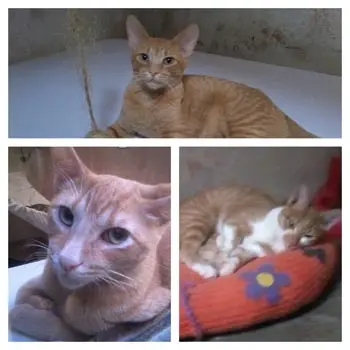 Foto: ONG Gato Uai