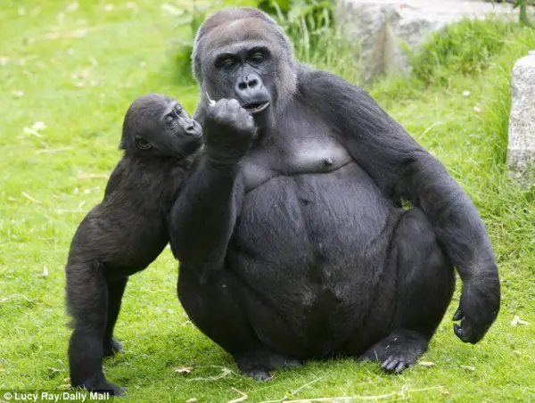 Finalmente livres: a família viajará mais de 8 mil km, desde o Parque de animais selvagens Port Lympne em Kent, até o Parque nacional do planalto Batéké  em Gabão, no oeste da África para recomeçar uma vida normal fora do cativeiro. (Foto: Daily Mail)