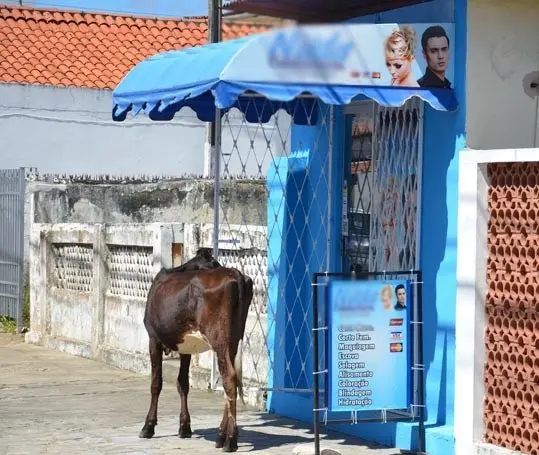 Bezerro perambulou pelas ruas do bairro Tambiá até o início da tarde (Foto: Walter Paparazzo/G1)