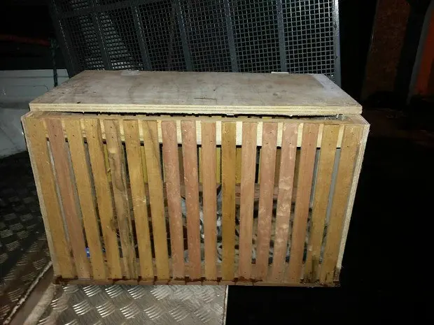 Filhote de jaguatirica foi resgatado e encaminhado ao Ibama (Foto: Divulgação/Batalhão Ambiental)