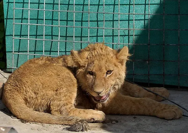 O felino que ainda não tem nome está há dois meses com Mohammad Shafiq. (Foto: Daud Yardost/AFP)