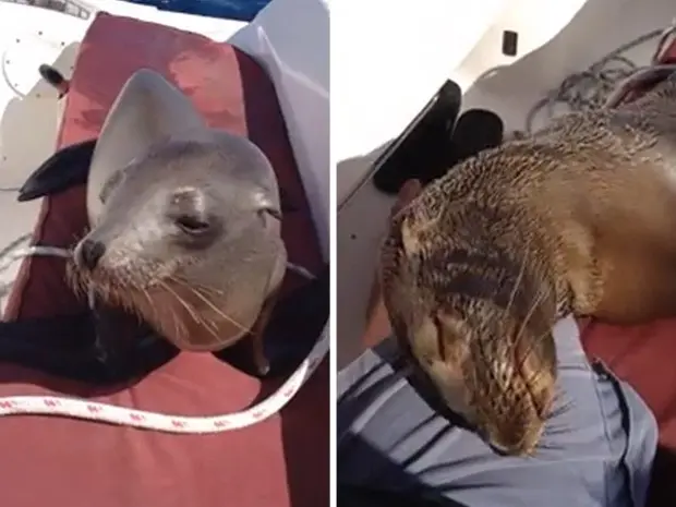 Mamífero subiu na embarcação e até deitou no colo de um dos tripulantes (Foto: Reprodução/YouTube/J.R. Gilkinson)