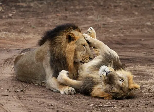 Leões asiáticos descansam em santuário do estado de Gujarat, na Índia (Foto: Ajit Solanki/AP)