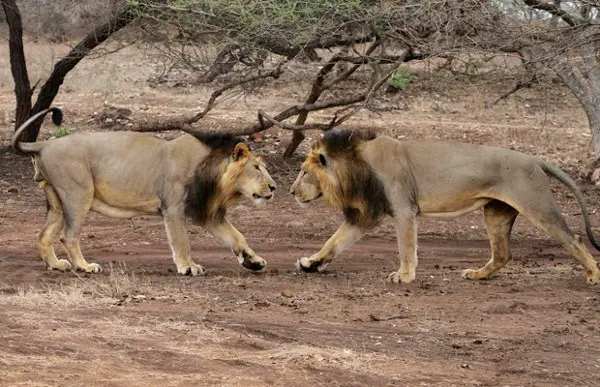 Leões se encaram em santuário localizado no estado de Gujarat, na Índia (Foto: Ajit Solanki/AP)Leões se encaram em santuário localizado no estado de Gujarat, na Índia (Foto: Ajit Solanki/AP)