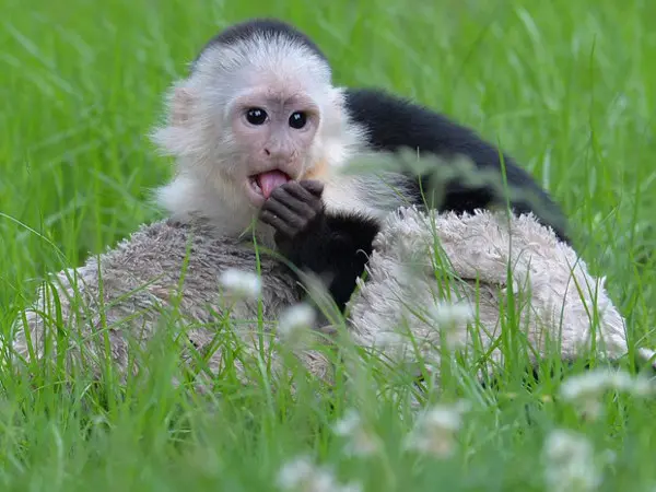  Mally, macaco que pertenceu a Justin Bieber, é fotografado no parque Serengeti, em Hodenhagen, no norte da Alemanha, nesta quarta-feira (26) (Foto: AFP PHOTO / CARMEN JASPERSEN)