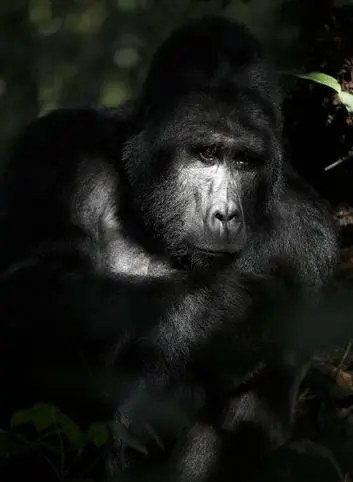 Foto: Gorila-da-montanha, Bwindi, Uganda, setembro de 2011