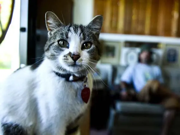 Gata viajou por dez meses de carona com morador de rua (Foto: AP Photo/Independent Record, Dylan Brown)