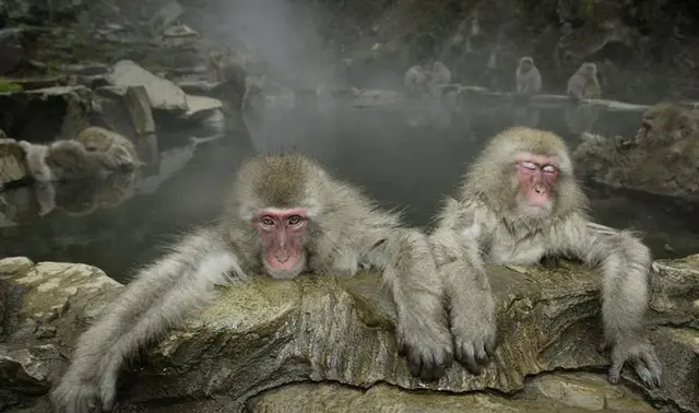 Foto: Macaco-japonês, Jigokudani, novembro de 2003
