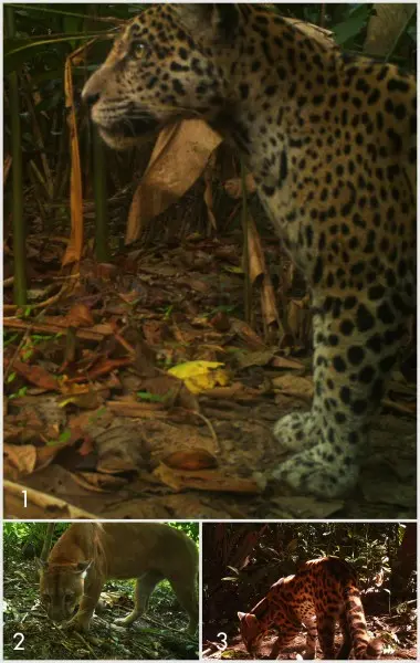 O registro das espécies através de armadilhas fotográficas ao longo de várias trilhas no meio da mata. Na sequência: (1) Panthera onca - onça pintada; (2) Puma concolor- Onça vermelha; (3) Leopardus sp. - Gato Maracajá