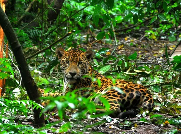 A onça Naipi, fêmea de dois anos, vive na área turística do Parque Nacional do Iguaçu (Foto: Projeto Carnívoros do Iguaçu / Divulgação)