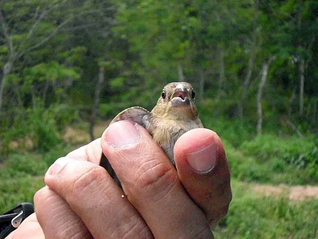 Após a operação, animais forma soltos na natureza (Foto: Telam Lobão/ Arquivo Pessoal)