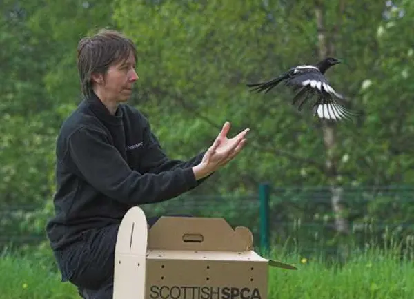 'Pie' foi devolvido à natureza depois de fazer uma viagem de trem entre Londres e Edimburgo (Foto: Divulgação/Scottish SPCA)