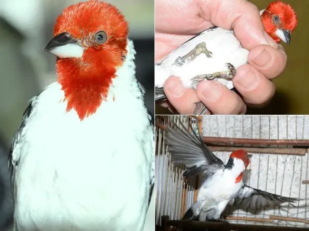 Um dos pássaros foi encontrado com dois dedos amputados (Foto: Divulgação/Polícia MIlitar)