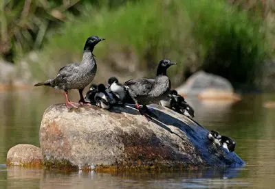 O pato-mergulhão é uma das 10 aves mais ameaçadas de extinção no mundo. (Foto: Divulgação)