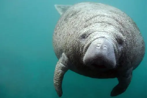 Entre os animais aquáticos ameaçados está o peixe-boi, caçado em grandes quantidades desde o século 16 e hoje protegido por lei. (Foto: Divulgação)