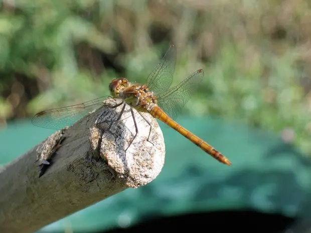 Estudo descobriu que invertebrados como libélulas foram afetados por pesticidas (Foto: Mikhail A. Beketov)