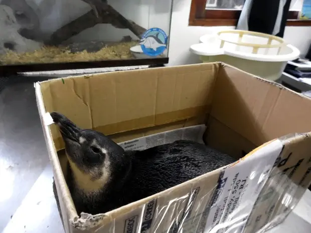 Animal foi colocado em uma caixa de papelão para manter a temperatura do corpo quando chegou ao Aquário de Ubatuba. (Foto: Aline Nogimo/Aquário de Ubatuba)