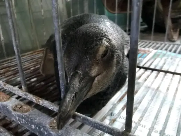 Litoral norte recebeu o segundo pinguim em um período que o aparecimento da espécie é comum na costa brasileira. (Foto: Aline Nogimo/Aquário de Ubatuba)