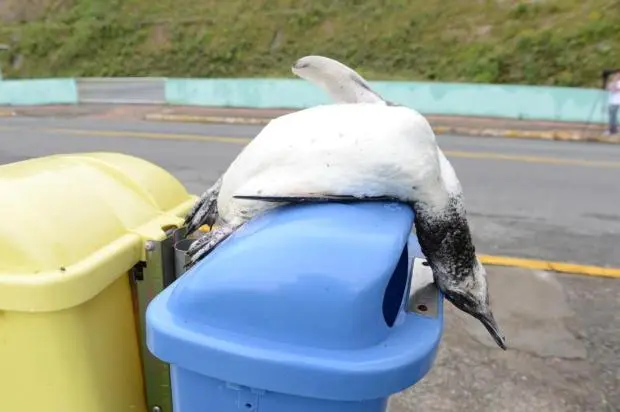 Quando o animal foi encontrado, seu corpo ainda não estava rígido. (Foto:Rafaela Martins / Agência RBS)