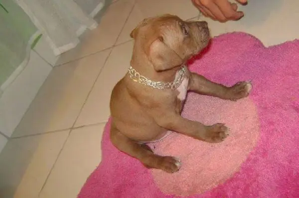  O cachorro com poucos meses de vida; tutora conta que Mauricinho sempre foi manso. (Foto: Divulgação)