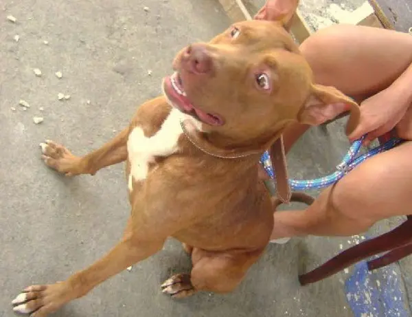O pit bull, de 4 anos, foi levado na quarta-feira por cinco homens em um carro. (Foto: Divulgação) 