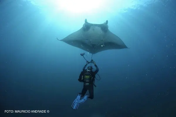 Raia-manta no Parque Estadual Marinho da Laje de Santos, em SP. (Foto: Instituto Laje Viva)