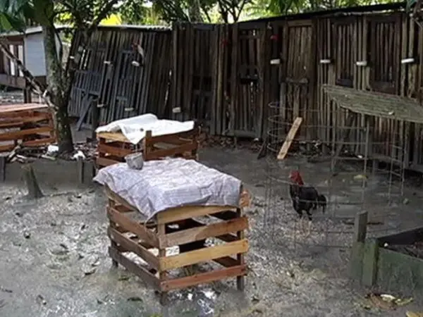 Foto: Reprodução/TV Tapajós