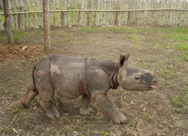 O filhote de rinoceronte resgatado (Foto: Divulgação/Deba Dutta/WWF Índia)