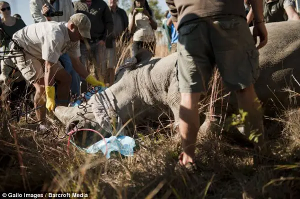 Ação drástica: Um rinoceronte é injetado com veneno para salvar a espécie de caçadores. (Foto: Daily Mail) 