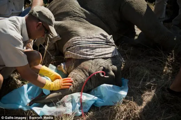 Veterinários da Wildlife Assignments International – empresa especializada no cuidado de animais selvagens - e da reserva Dinokeng, em Pretória, África do Sul, injetando tinta rosa e veneno parasitário nos chifres dos animais a fim de deter seus predadores. (Foto: Daily Mail)