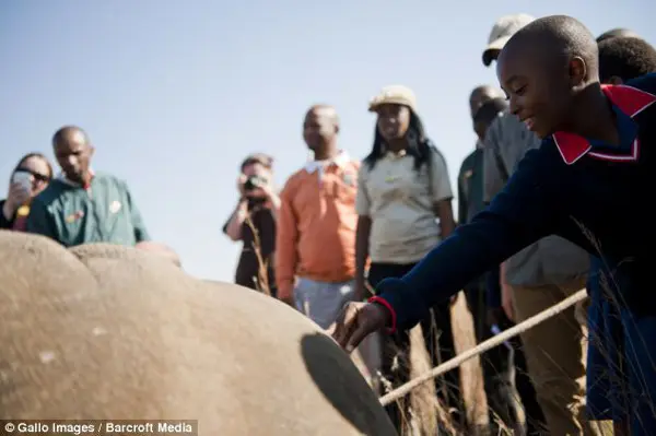  Um aluno da Escola Católica Primária São Camilo, Amogalang Morudu, toca um rinoceronte na reserva Dinokeng, em Pretória, África do Sul. (Foto: Daily Mail)