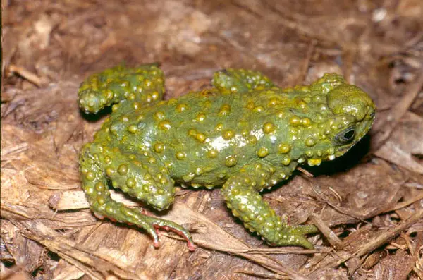 O sapo Melanophryniscus cambaraensis, classificado como “vulnerável”. (Foto: Célio Haddad/Unesp Rio Claro) 