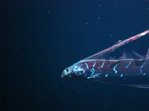 Exemplar de peixe-remo, também chamado de regaleco, que foi encontrado no Golfo do México  (Foto: Mark Benfield/Louisiana State University)