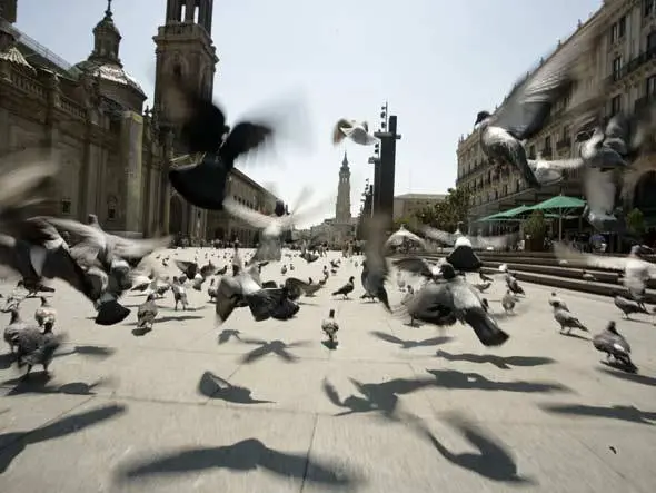 Foto: Exame.com Aves da cidade acordam mais cedo e descansam menos do que seus pares da floresta 