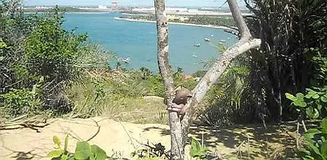 O animal pesa cerca de 400 gramas (Foto: Reprodução do vídeo )