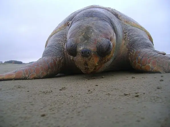 Tartaruga foi encontrada na manhã desta sexta (21), em Balneário Rincão (Foto: Divulgação)