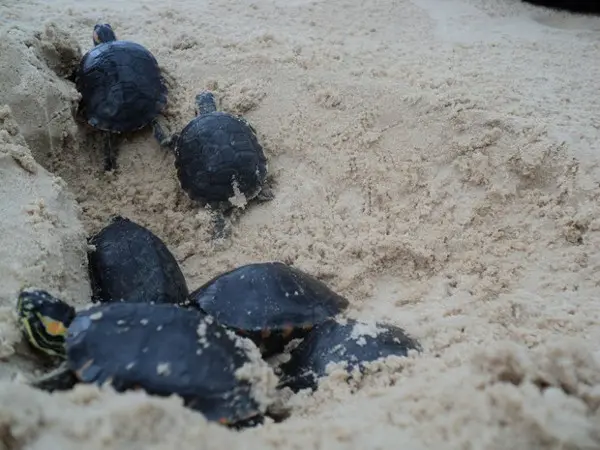 A cada mil filhotes do animal que nascem no litoral brasileiro, apenas uma vai alcançar a idade reprodutiva (Foto: Divulgação/Secom)