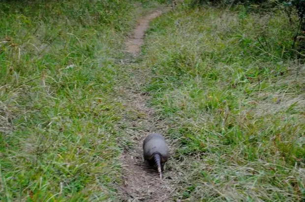 Animal foi libertado junto ao Morro São Pedro, na Estrada das Quirinas - Foto: Sérgio Louruz / Divulgação/PMPA