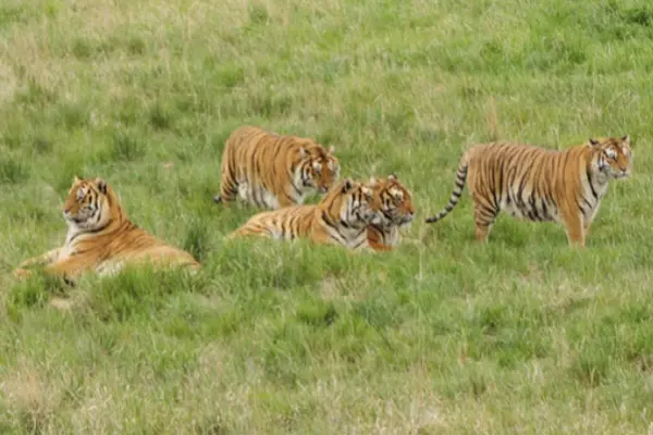 Os animais no The Wild Sanctuary vivem nestas condições. (Foto: Divulgação)