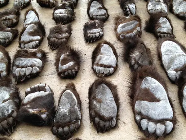 Patas de ursos são contrabandeadas para a China (Foto: Reuters)