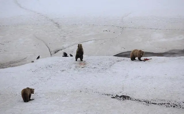 Foto: Ursos-cinzentos, North Slope, Canadá, junho de 2010