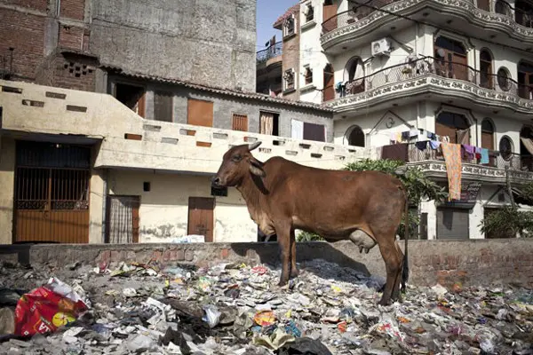 Vaca, animal considerado sagrado na Índia, é vista em rua de Nova Déli. Gangues agem para roubar animais e vendê-los para consumo humano (Foto: Enri­co Fabia­n/The New York Times­)