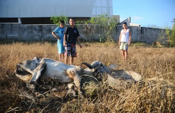 Crianças pulam muro de escola para chegar perto de vaca - Foto: Érica Dezonne/AAN