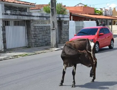 Animal andava no meio da rua, o que pode causar acidentes (Foto: Walter Paparazzo/G1)