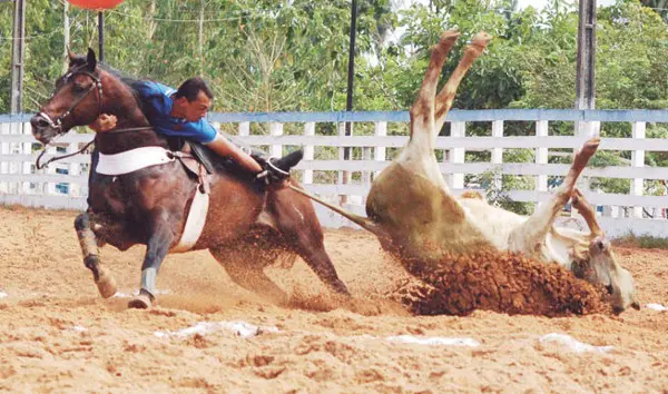 Vaquejada: horror e sofrimento. (Foto: Divulgação)