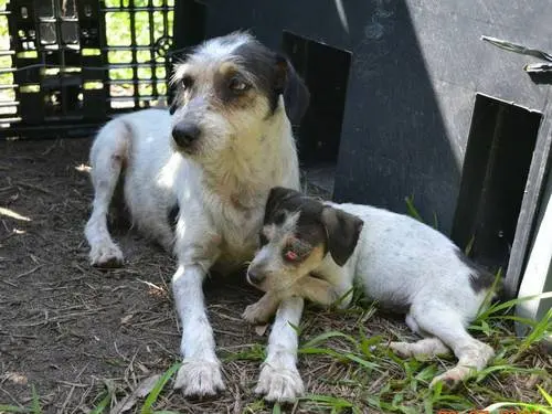 A cadela Lurdinha, com uma de suas três filhotes, no dia em que foi levada do canil da Fazenda Modelo para lar temporário no sítio da ONG Divulgação / O Globo