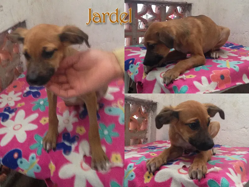 Jardel-01