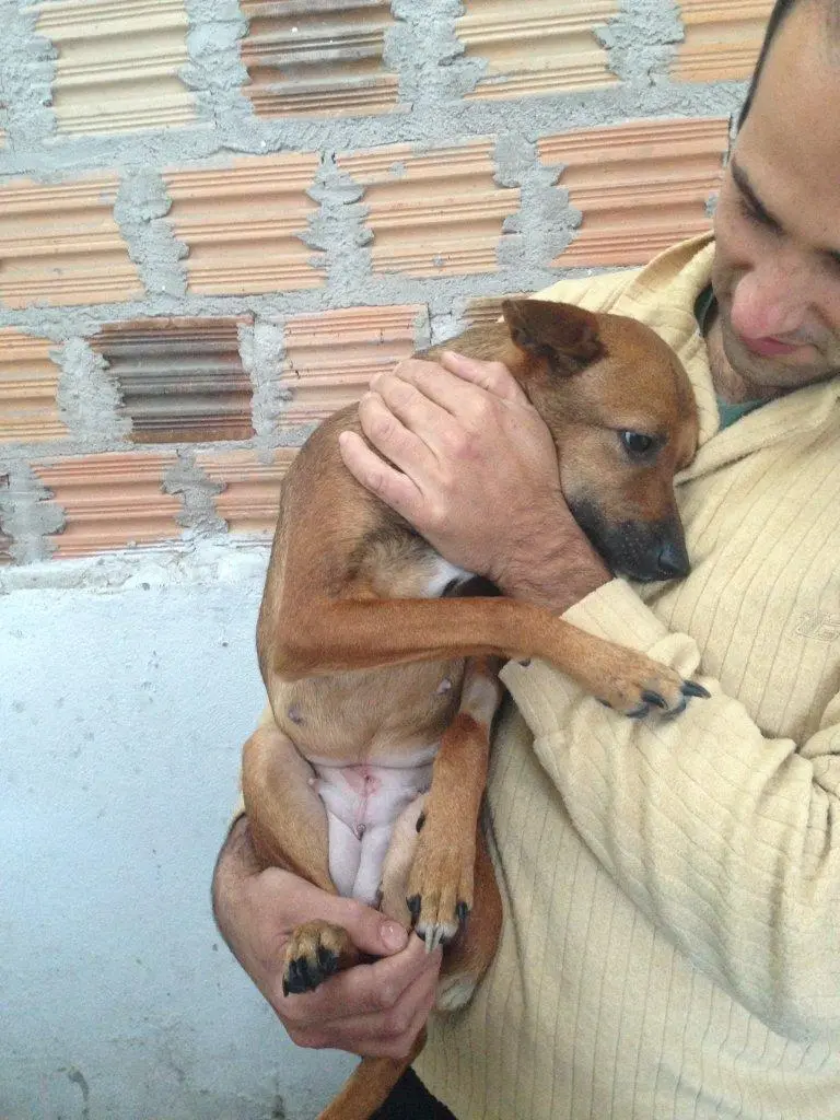 Madona é muito meiguinha e só quer ficar com a cabeça escorada no colo da gente. (Foto: Divulgação)